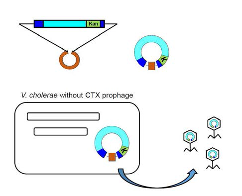 CTX phage replication 시스템 구축. E. coli - V. cholerae shuttle 벡터에 삽입된 CTX phage 재조합 플라스미드를 CTX phage가 들어있지 않은 V. cholerae 균주에 형질전환 시키고 CTX phage들이 만들어지는 것을 관찰함