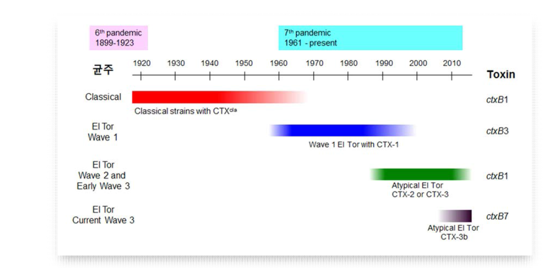 1920년대 이후 세계적으로 전파된 콜레라균의 변화와 균주의 변화에 수반된 콜레라 독소의 변화