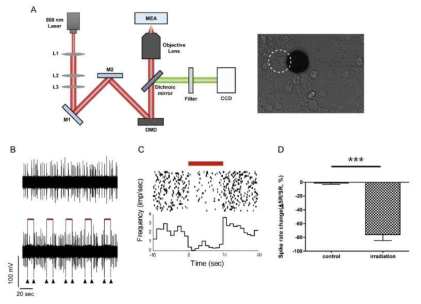 금나노별을 기반 광열자극칩의 신경세포 활성 억제 효과. DMD를 이용한 단일 세포 광열자극과 신경신호 변화 측정 및 분석. (대표실적 2)