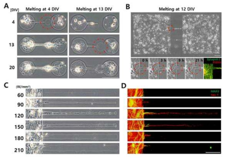 (A, B) 신경 네트웍 사이의 아가로즈 용해에 따른 신경 돌기 성장 이미지 및 (C, D) 다양한 근적외선 세기를 이용하여 제작된 미세 패턴 상의 신경 돌기 성장 이미지 및 형광 이미지