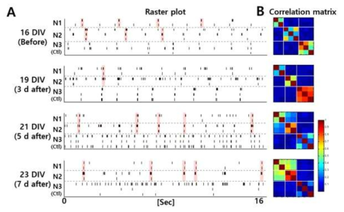 구획화된 신경 네트웍 연결 전/후의 시간에 따른 신경 신호의 (A) raster plot 및 (B) 네트웍 상관 계수 분석 결과