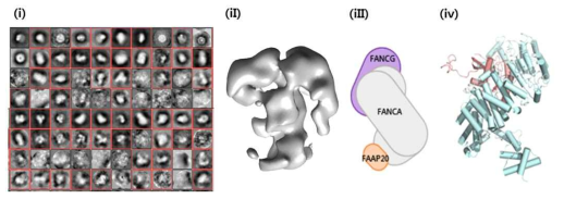 (i) 2D class average를 통한 FANCA-G-20 복합체의 projection image. (ii) projection image를 토대로 얻어진 FANCA-G-20의 overall structure. (iii) (ii)의 overall structure를 토대로 상상해 본 복합체의 모식도. (iv) FANCA와 구조적인 특성이 비슷하다고 생각되는 HsTransportin
