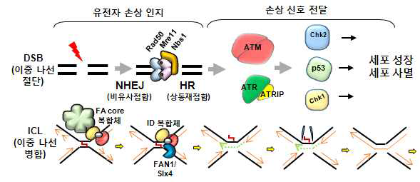 이중나선 절단, DSB (상) 와 이중 나선접합, ICL (하) 손상 치유 전달계. (위) DSB는 Mre11-Rad50 복합분자에 의해 인지 되어, ATM 및 ATR kinase를 활성화시킴. 순차적으로 Chk1,Chk2, p53등을 통하여 세포 성장 조절 (아래) ICL은 9개의 구성된 Fanconi anemia core에 의해 인지되고, 이들이 ID복합체를 유비퀴틴화 시킨 뒤, 절단효소를 끌어들임. 절단효소는 FAN1외에 Slx1-4, XPF- ERCC1, Mus81-Eme1등이 관여