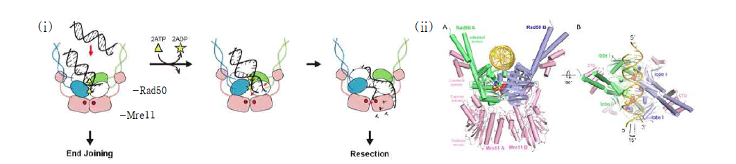 (i) Mre11/Rad50 복합체의 ATP의존성 DNA 결합, 풀림, Mre11으로 중계, 절단 기작 모델, (ii) Mre11-Rad50 복합체의 유전자 인지 3차원 구조