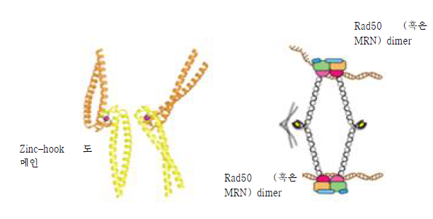 기존 inter-complex를 통한 상동 유전자와 손상 유전자의 연결 (좌) Zn(자주색)를 통해 두 개의 coiled-coil domain (노란색, 주황색)이 이량체를 형성함. (우) Inter-complex 모델: 위에 Rad50 dimer, 아래 Rad50 dimer가 Zn hook motif를 통해 원형의 구조를 이루고 각각 자매 염색분체와 결합하여 상동재조합에 기여함