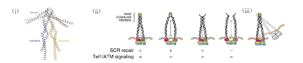 (i) 인간 Rad50 (막대기 모양) 와 고미생물 Rad50 (역 V 모양) 구조의 비교 (ii) 인간 Rad50의 두개의 interface를 각각 변화시킬때의 상동염색체 고정 기능의 변화 (iii) 상동 재조합시 intra-complex 모델의 역활