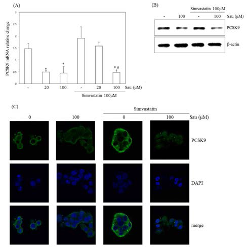 (A) PCSK mRNA changes in HepG2 cells. (B) PCSK protein changes in HepG2 cells. (C) Immunofluorescent staining in HepG2 cells