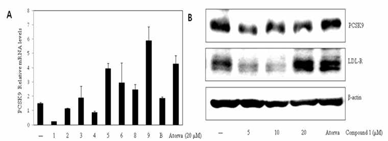 9종의 황금 유래 화합물에 대한 PCSK9 mRNA 발현량 검색 실험 (왼쪽 A) (HepG2 세포주 사용) 및 화합물 1에 대한 농도별 PCSK9 protein 발현량 검색 실험 (오른쪽 B)
