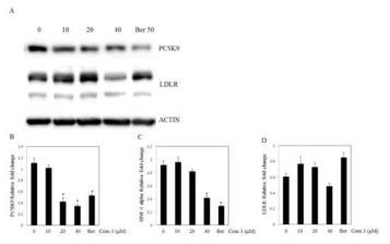 Effect of compound 3 on the PCSK9 and LDLR expression in the HepG2 cells. (A) The expression of PCSK9 and LDLR were assayed by western blot in cells treated with compound 3 (10, 20 and 40 μM), berberine (50 μM) for 24 hours. The expression of PCSK9 (B), LDLR (C) and HNF-1 apha (D) was assayed by qRT-PCR in cells treated with compound 3 (4, 10 and 20 μM), and atorvastatin (100 μg/ml) for 24 hours. ∗ p < 0.05, ∗∗ p < 0.01 as compared to non-treated group by Dunnett’s t-test