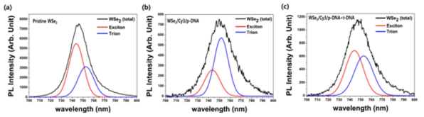 (a) WSe2 (b) WSe2/Cy3/p-DNA (c) WSe2/Cy3/p-DNA/t-DNA PL 스펙트럼. PL 스펙트럼 분석을 통해 엑시톤 (빨간선)과 트라이온 (파란선) 피크의 변화를 알 수 있다