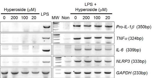 사이토카인 발현에 대한 hyperoside의 역할 연구
