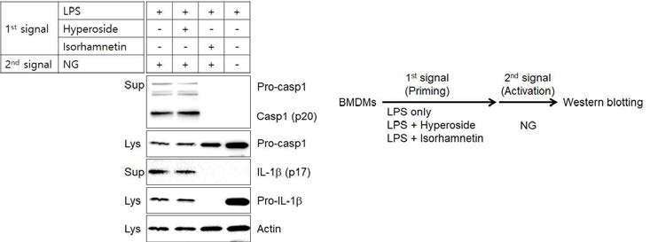 인플라마좀 priming 단계에서 isorhamnetin과 hyperoside의 역할