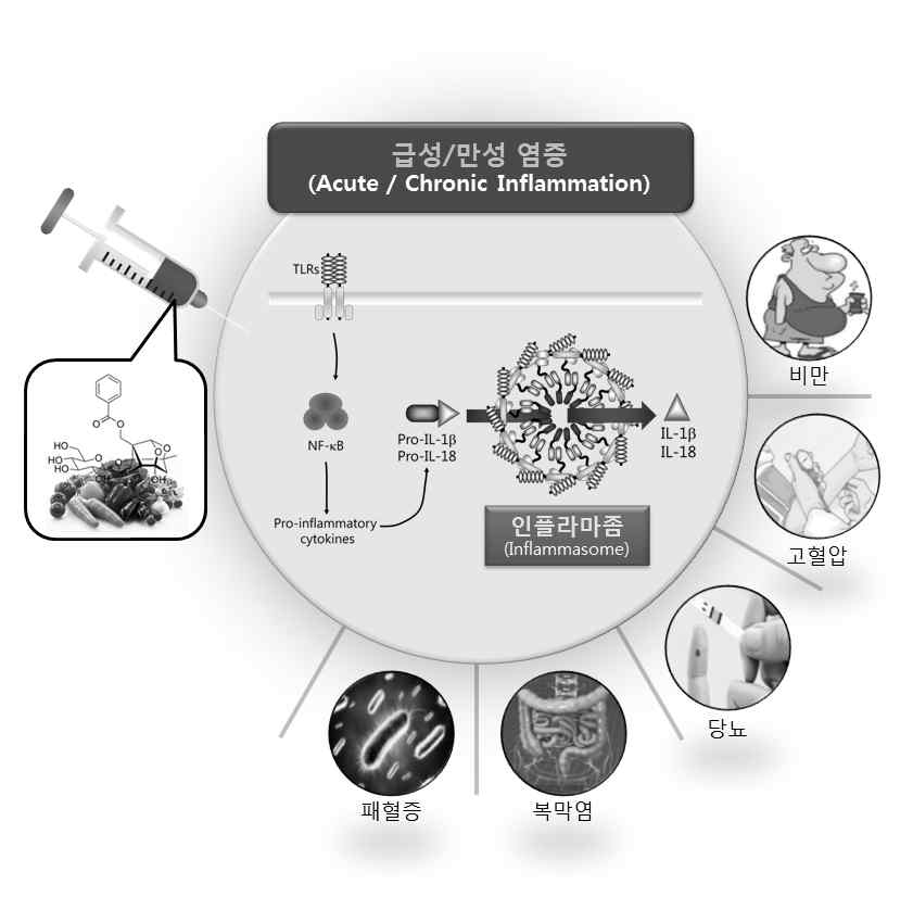 식물성 식품 유래 물질을 이용한 염증(인플라마좀) 조절을 통한 염증성 대사질환의 예방 및 치료 연구