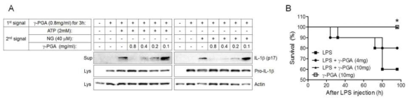 γ-PGA를 전처리한 대식세포에서 인플라마좀 효과 연구 및 LPS 패혈증 모델에서 γ-PGA의 역할 연구