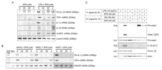 사이토카인 및 NLRP3 유전자 발현에 SFN의 역할 연구 및 인플라마좀 활성의 두 단계에서 SFN의 역할 연구