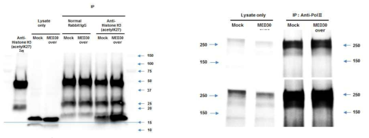 optimization of DNA for chromatin immunoprecipitation