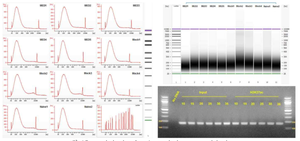 optimization for chromatin immunoprecipitation