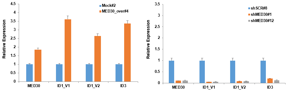 MED30에 의한 ID1 발현의 조절