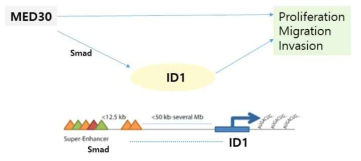 MED30에 의한 ID1 발현 조절 기작