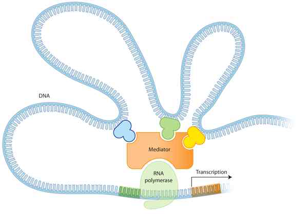 전사 전개시복합체 (transcription preinitiation complex, PIC)로서의 Mediator Complex