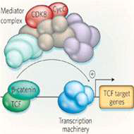 Mediator complex에 의한 WNT 신호조절