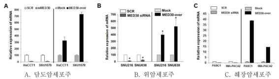 MED30의 발현저하 및 과발현한 세포주 확립