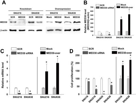 MED30 유전자를 위암세포주에 과발현시켰을 때, 세포분열의 증가를 관찰할 수 있었으며 (D), MED30 유전자의 siRNA를 처리하였을 경우 그 반대의 효과를 관찰하였음 (D)