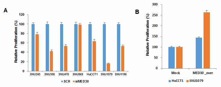 MED30 유전자를 담도암세포주에 과발현시켰을 때, 세포분열의 증가를 관찰할 수 있었으며 (B), MED30 유전자의 siRNA를 처리하였을 경우 그 반대의 효과를 관찰하였음 (A)