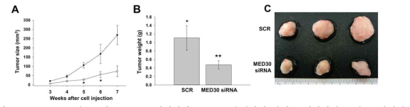 SNU638 세포주에 siRNA를 처리하여 MED30 유전자의 발현을 저하시켰을 때, 종양형성능이 감소함을 관찰하였음
