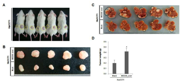HuCCT1 세포주에 MED30 유전자를 과발현시켰을 때, 종양형성능이 증가함을 관찰하였음