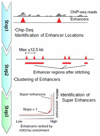 Super Enhancer 분석