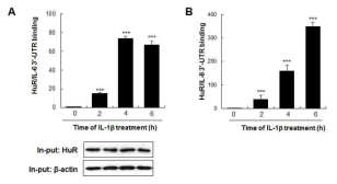 HuR과 사이토카인의 결합