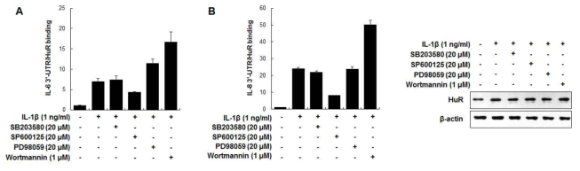 PI3K/Akt와 MAPK에 의한 HuR-cytokine mRNA 결합 조절