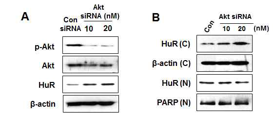 AktsiRNA에 의한 HuR의 발현 변화