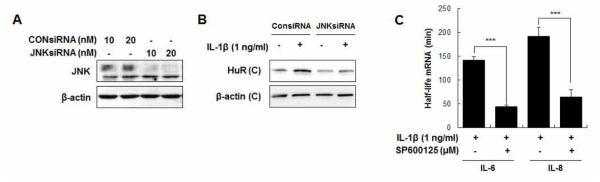 JNK deletion에 의한 HuR의 세포질 이동 억제와 IL-6와 IL-8 mRNA 반감기 감소