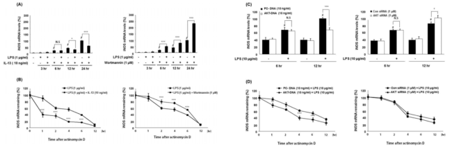 염증성 대식세포에서 PI3K/Akt 활성/억제가 iNOS mRNA 안정성에 미치는 영향