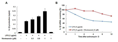 PI3K/Akt 활성에 의한 IL-1β 조절