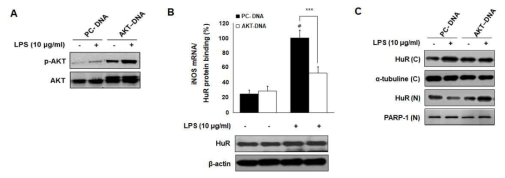 염증성 대식세포에서 PI3K/Akt활성에 의한 HuR 활성화 조절