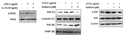 염증성 대식세포에서 PI3K/Akt-PKCδ-HuR 관계 규명