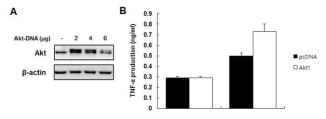 PI3K/Akt 활성에 의한 TNFα 조절