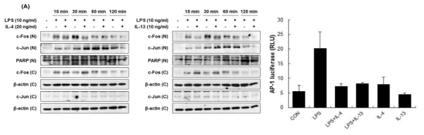 PI3K/Akt 활성에 따른 AP-1 활성화 억제 효과