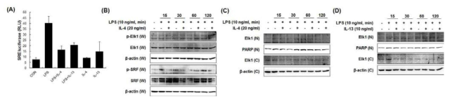 PI3K/Akt 활성에 따른 SRE 활성화 억제 효과