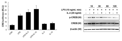 PI3K/Akt 활성에 따른 CRE 활성화 효과