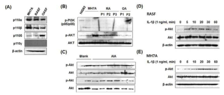 류마티스 활막세포에서 PI3K/Akt의 각 isoform의 활성 비교