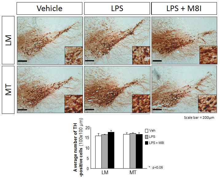 노화 및 파킨슨병(LRRK2;G2019S) 마우스에 전신염증을 유발한 모델에서 M8I이 도파민 신경세포에 미치는 영향 (TH 면역염색)