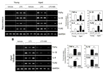 Young mice와 aged mice의 hippocampus 및 midbrain에서 전신염증에 의한 염증인자 발현변화 및 MMP-8 억제제의 효과