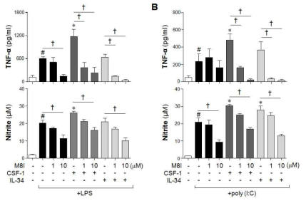 Priming된 BV2세포에서 LPS, polyI:C 자극에 의한 TNF-α/NO의 생성 및 MMP-8 억제제의 효과