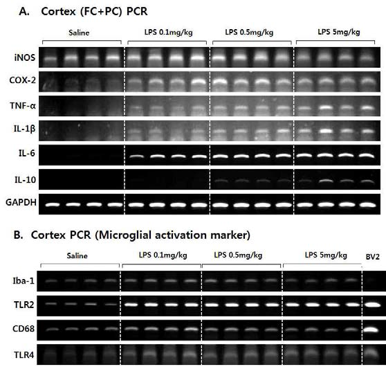 LPS 전신염증모델; LPS dose에 따른 염증인자 및 소교세포 활성마커들의 발현 변화