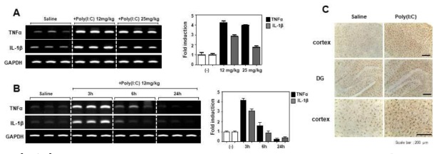Poly IC 전신염증모델 구축; Poly IC 처리 용량.시간에 따른 염증인자 발현 및 소교세포 활성변화
