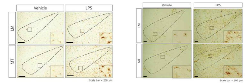 노화 및 파킨슨병(LRRK2;G2019S) 마우스에 전신염증 유발시 소교세포 및 성상세포 활성증가